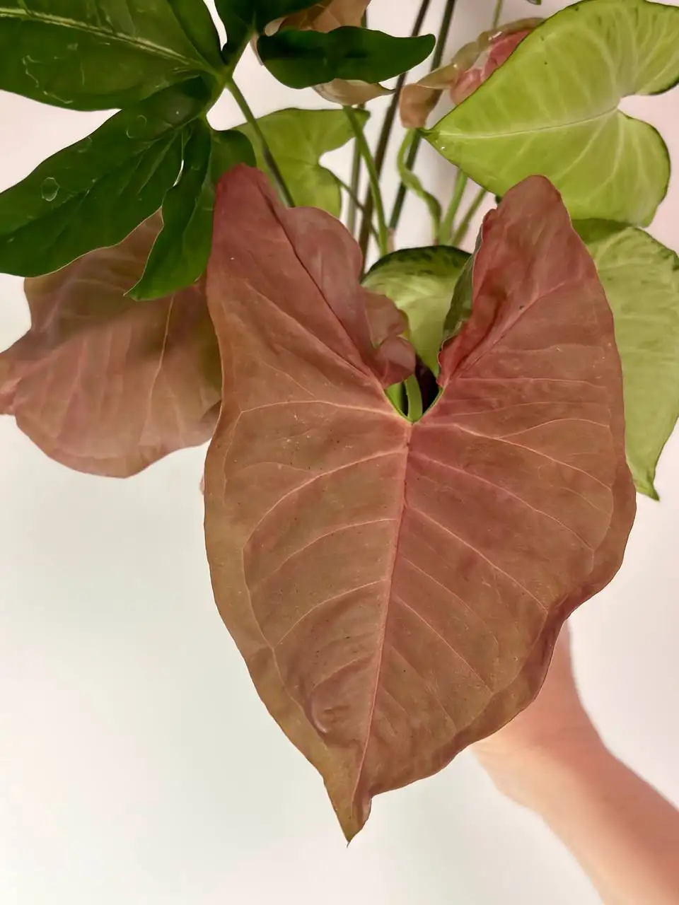 Сингониумы трех сортов в пластиковом горшке - Растения (Хобби и отдых) в Уфа