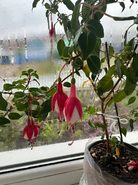 Продам фуксию - Хобби и отдых в Уфа