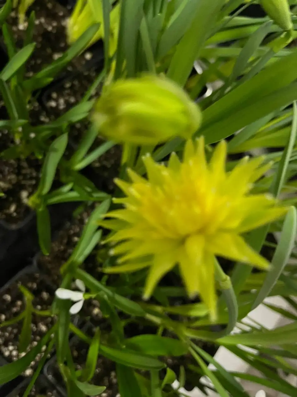 Продажа нарциссов в Ярком - Растения (Хобби и отдых) в Уфа