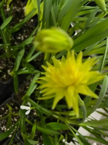 Продажа нарциссов в Ярком - Хобби и отдых в Уфа