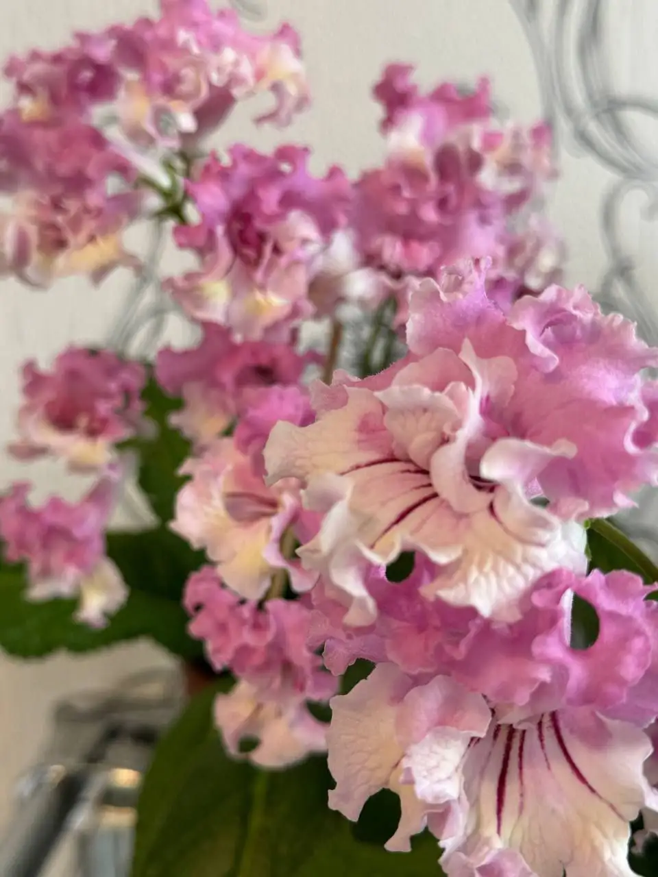 Свободные деленки стрептокарпусов - Растения (Хобби и отдых) в Уфа