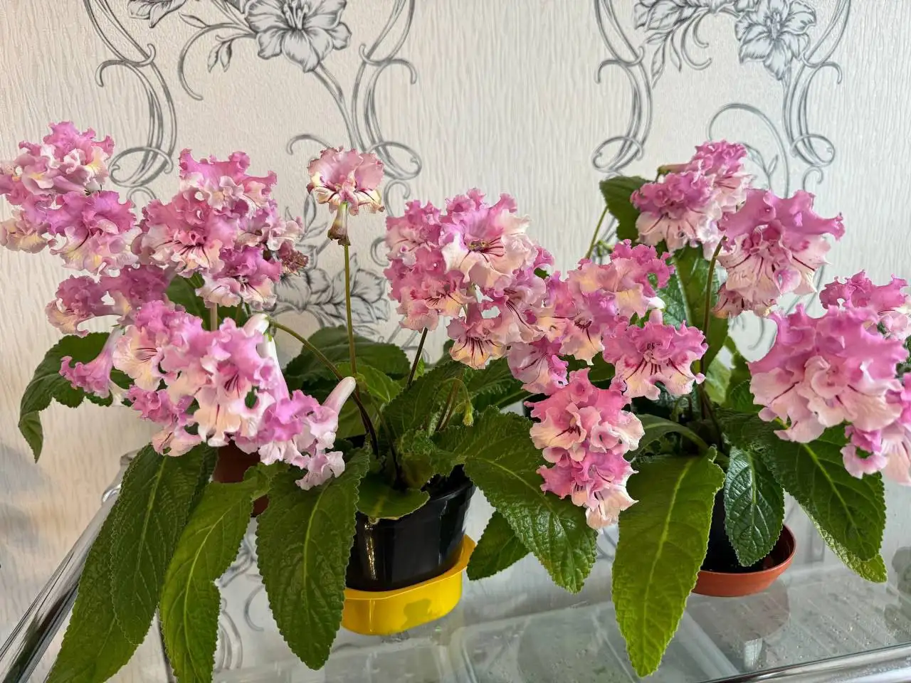 Свободные деленки стрептокарпусов - Растения (Хобби и отдых) в Уфа