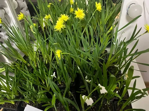 Нарциссы в Ярком - Хобби и отдых в Уфа