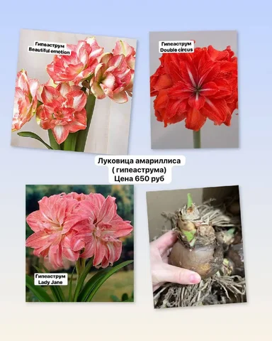 Продажа растений с доставкой в Уфе - Растения в Уфа