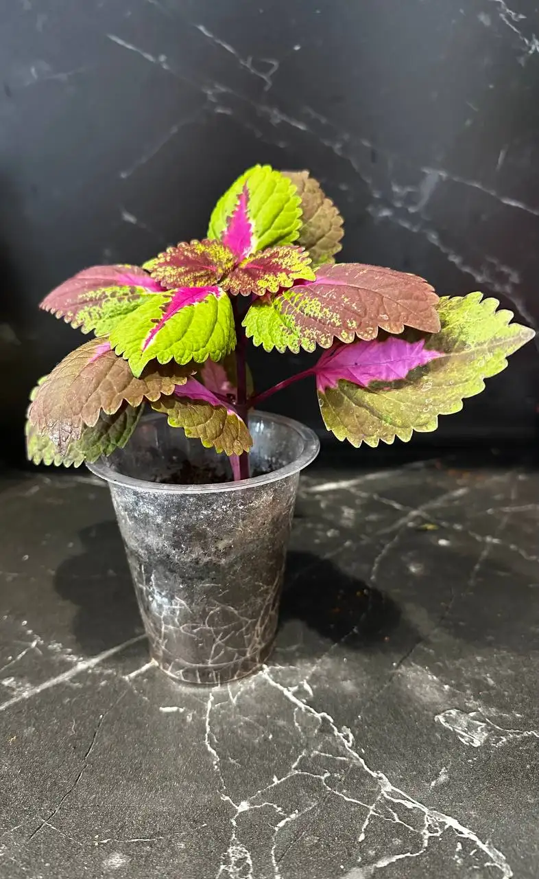 Продажа комнатных растений в Уфе - Растения (Хобби и отдых) в Уфа