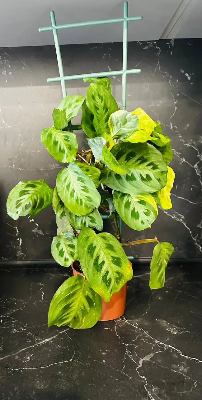 Продажа комнатных растений в Уфе - Растения (Хобби и отдых) в Уфа