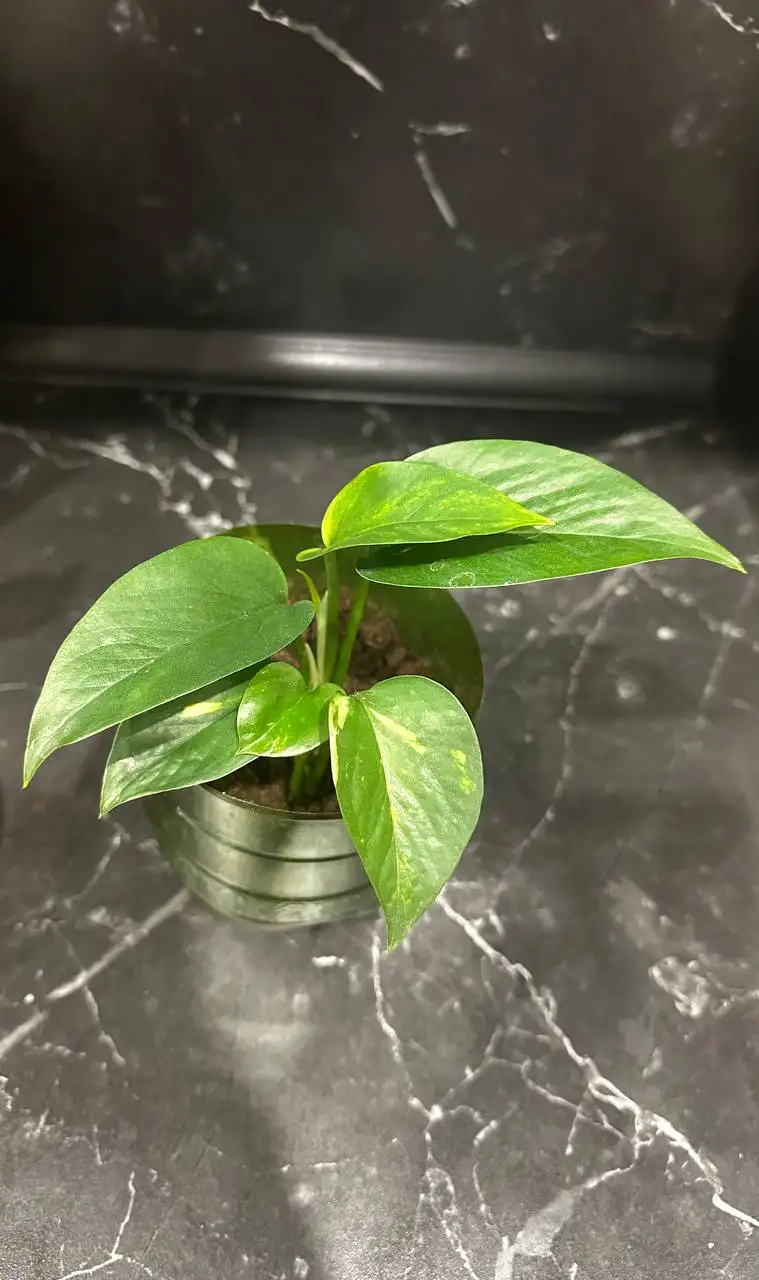 Продажа комнатных растений в Уфе - Растения (Хобби и отдых) в Уфа