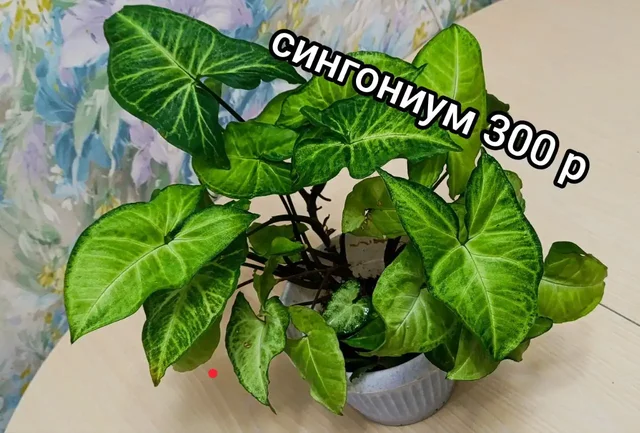 Продажа растений на Бакалинской - Хобби и отдых в Уфа