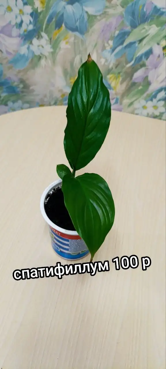 Продажа растений на Бакалинской - Растения (Хобби и отдых) в Уфа