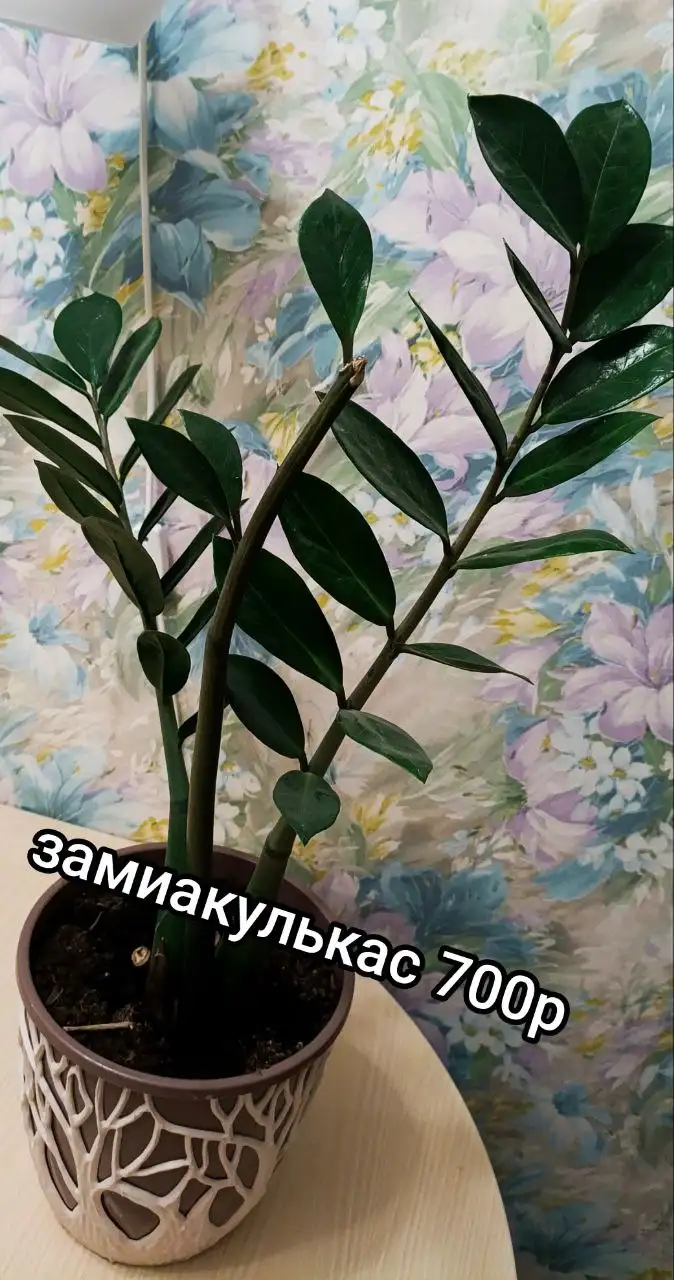 Продажа растений на Бакалинской - Растения (Хобби и отдых) в Уфа