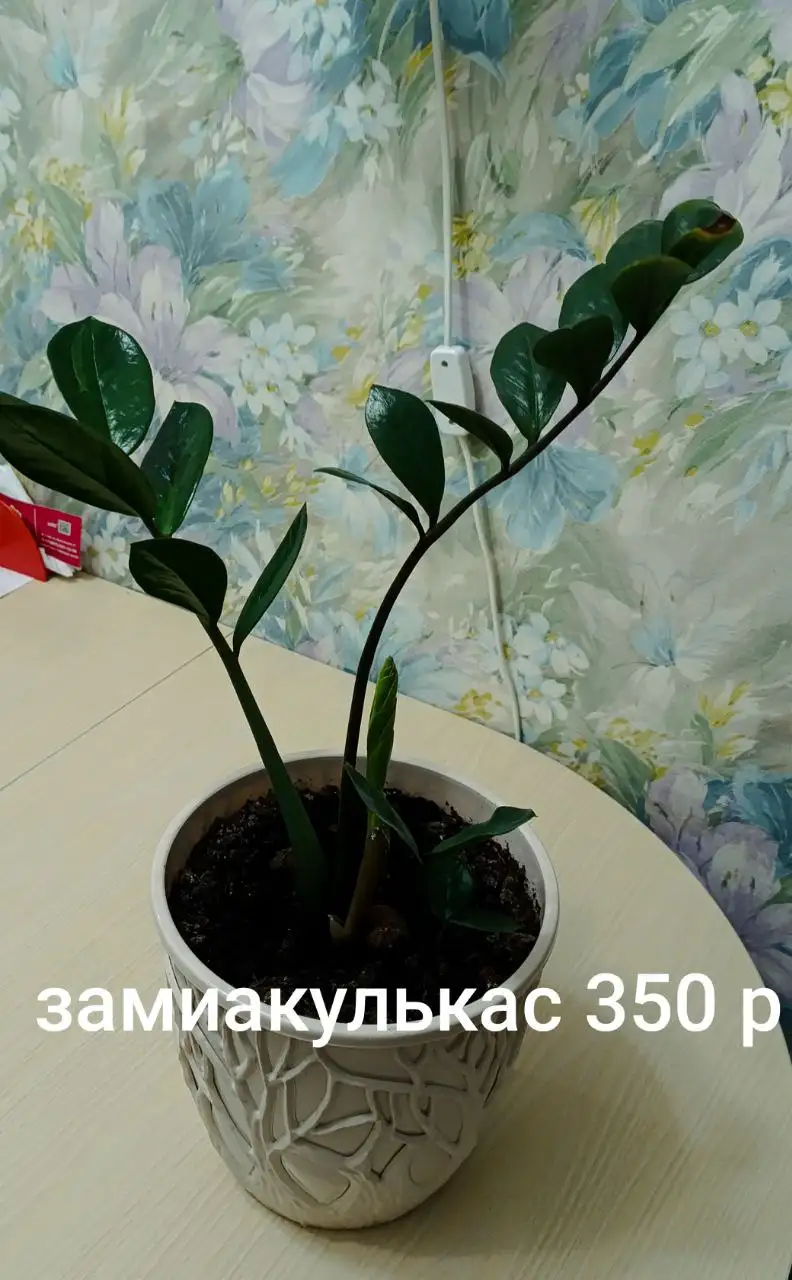 Продажа растений на Бакалинской - Растения (Хобби и отдых) в Уфа