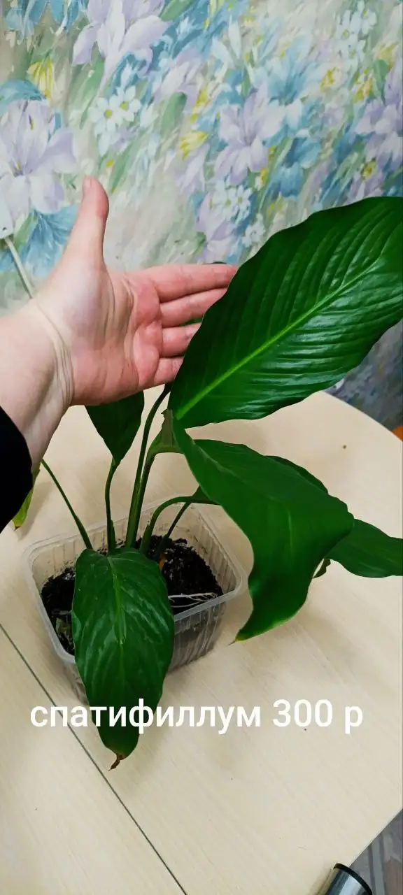 Продажа растений на Бакалинской - Растения (Хобби и отдых) в Уфа