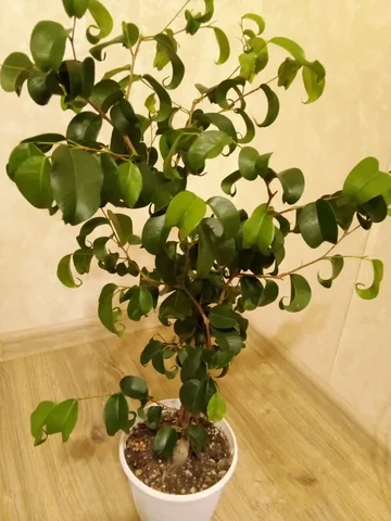 Фикус букле заплетенный - Хобби и отдых в Уфа