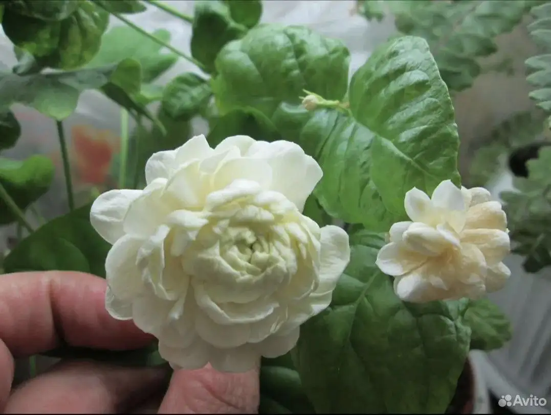 Укорененные черенки растений в Ярком - Растения (Хобби и отдых) в Уфа