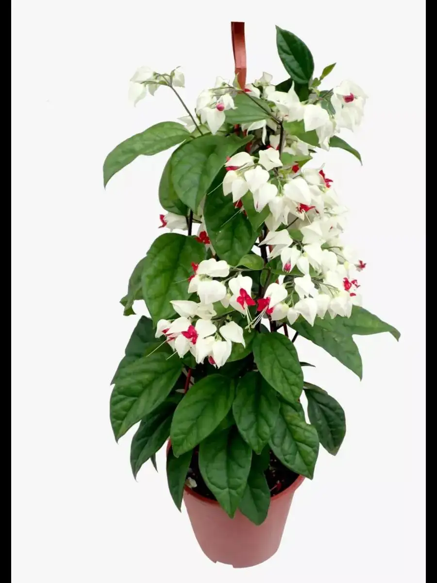 Укорененные черенки растений в Ярком - Растения (Хобби и отдых) в Уфа