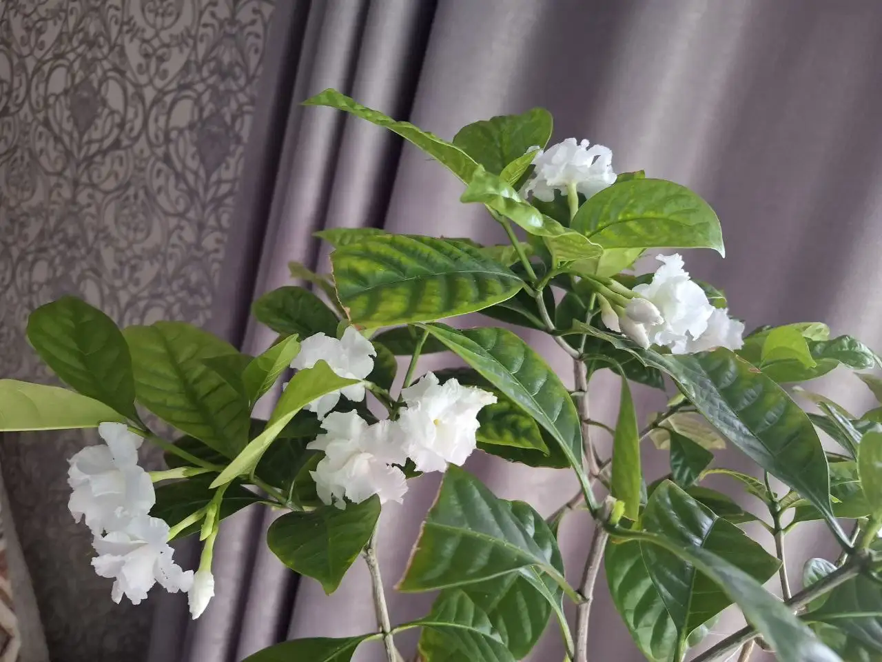 Укорененные черенки растений в Ярком - Растения (Хобби и отдых) в Уфа