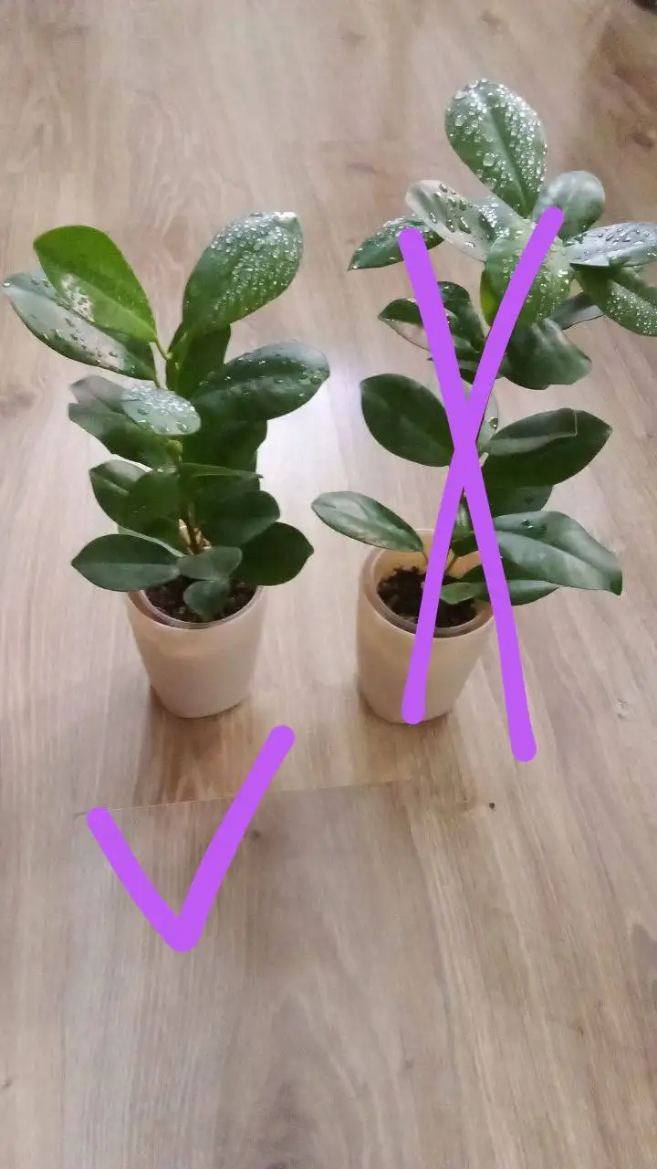 Фикус Мокламе - Растения в Уфа