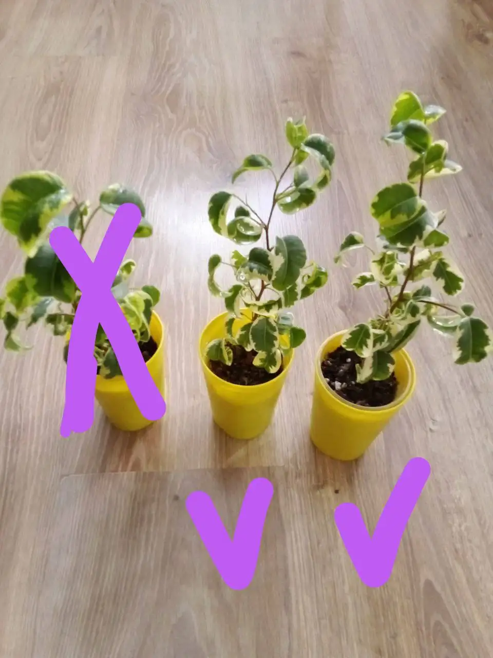 Фикус Ирен в Уфе - Растения (Хобби и отдых) в Уфа