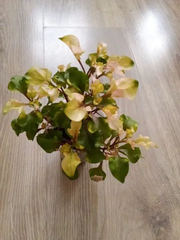 Продажа растения Альтернатера - Хобби и отдых в Уфа