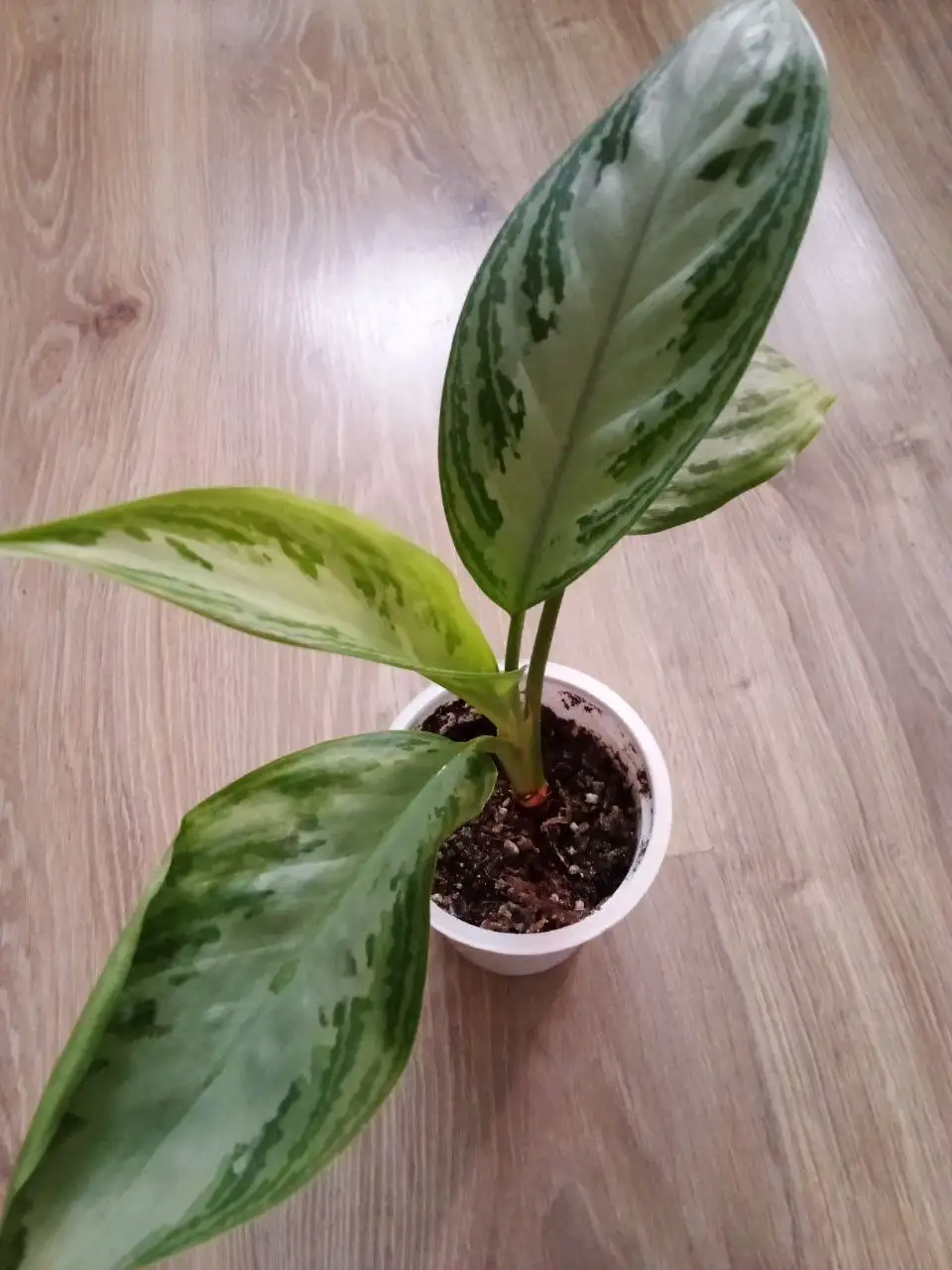 Аглаонема Сильвер бей - Растения (Хобби и отдых) в Уфа