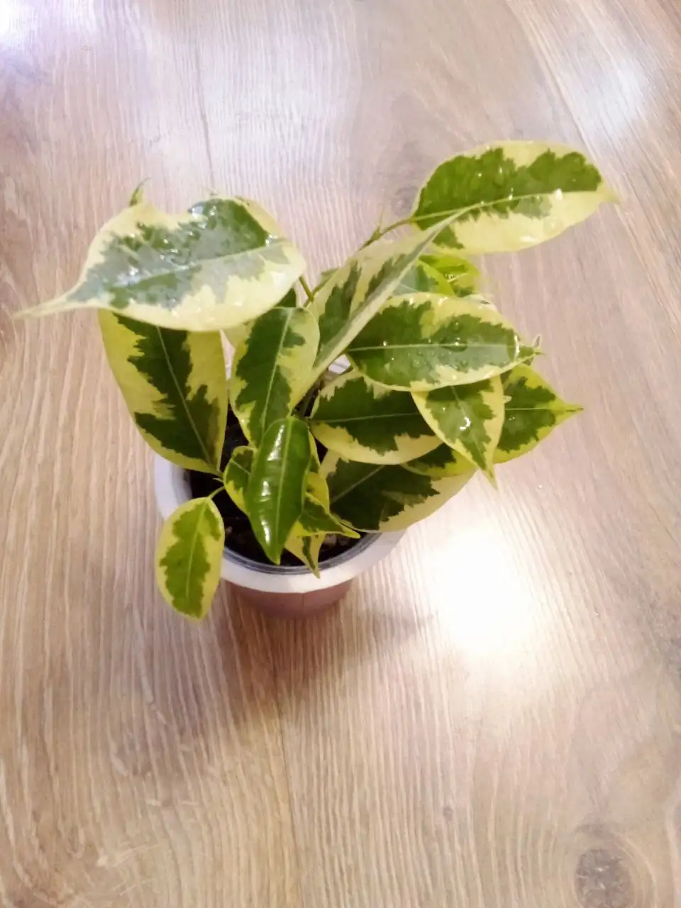 Фикус Голден Кинг - Растения (Барахолка) в Уфа