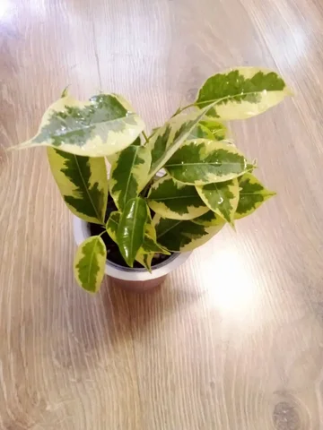 Фикус Голден Кинг - Кофемашины в Уфа