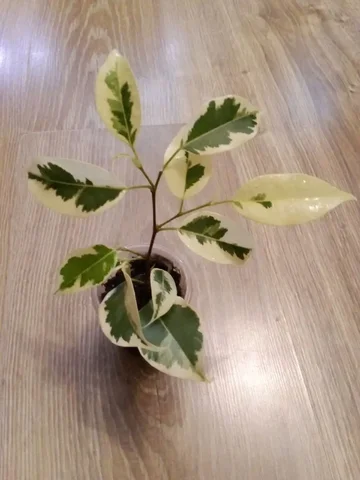 Фикус Гантель - Мотоциклетная экипировка в Уфа