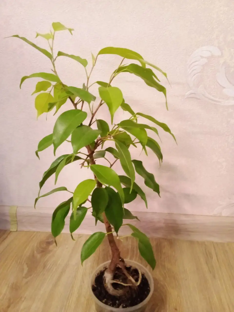 Фикус Неон - Растения в Уфа