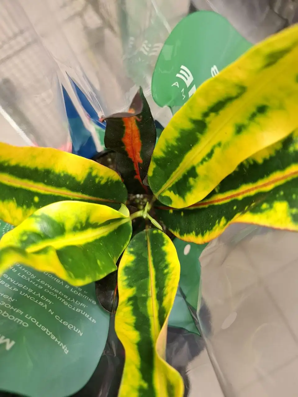 Продажа растения Кротон в Уфе - Растения (Хобби и отдых) в Уфа