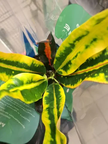 Продажа растения Кротон в Уфе - Мотоциклетная экипировка в Уфа