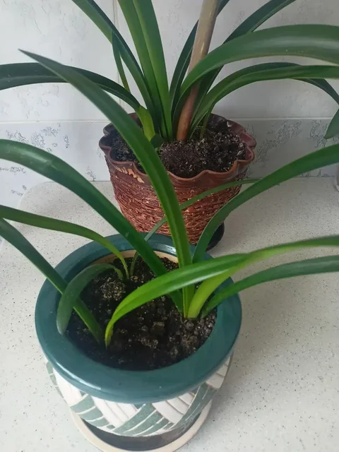 Саженцы амариллиса - Мотоциклетная экипировка в Уфа