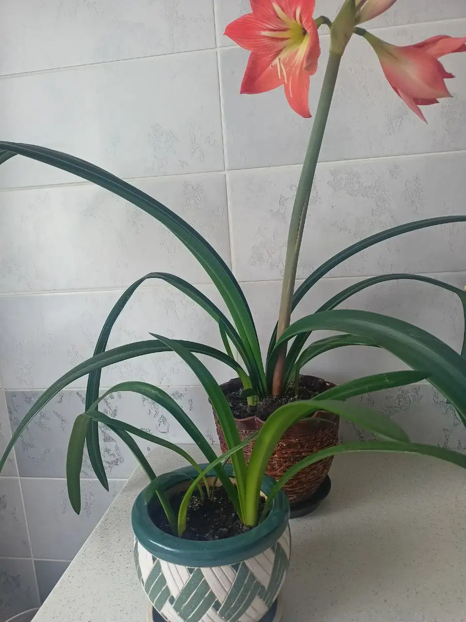 Саженцы амариллиса - Растения (Хобби и отдых) в Уфа