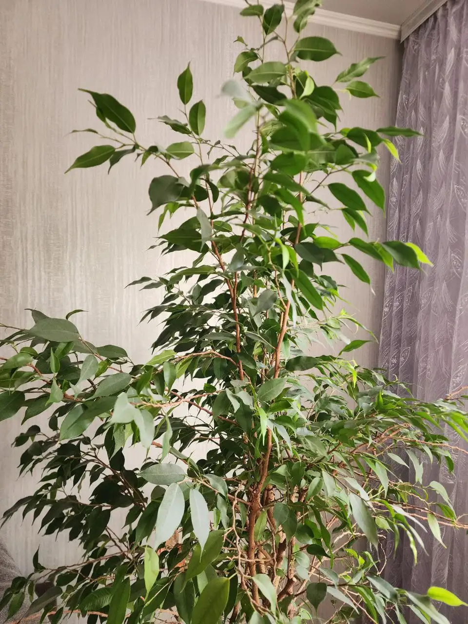 Свежий срез для самостоятельного укоренения 4 разных сорта - Растения (Хобби и отдых) в Уфа