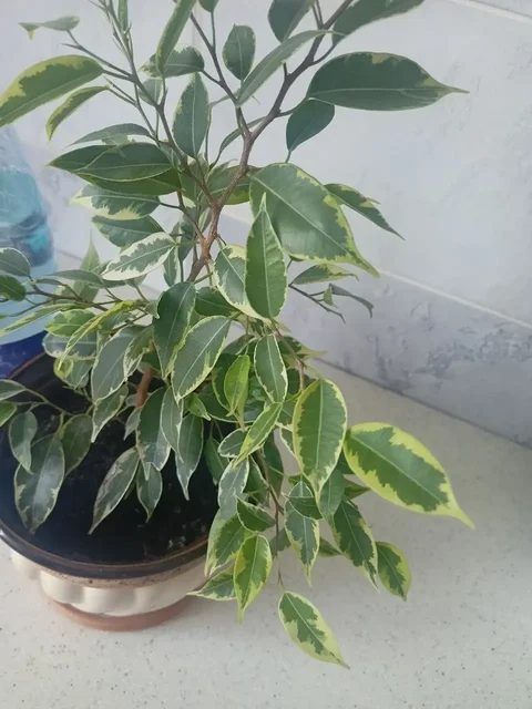 Фикус Бенджамина - частное объявление в Уфа