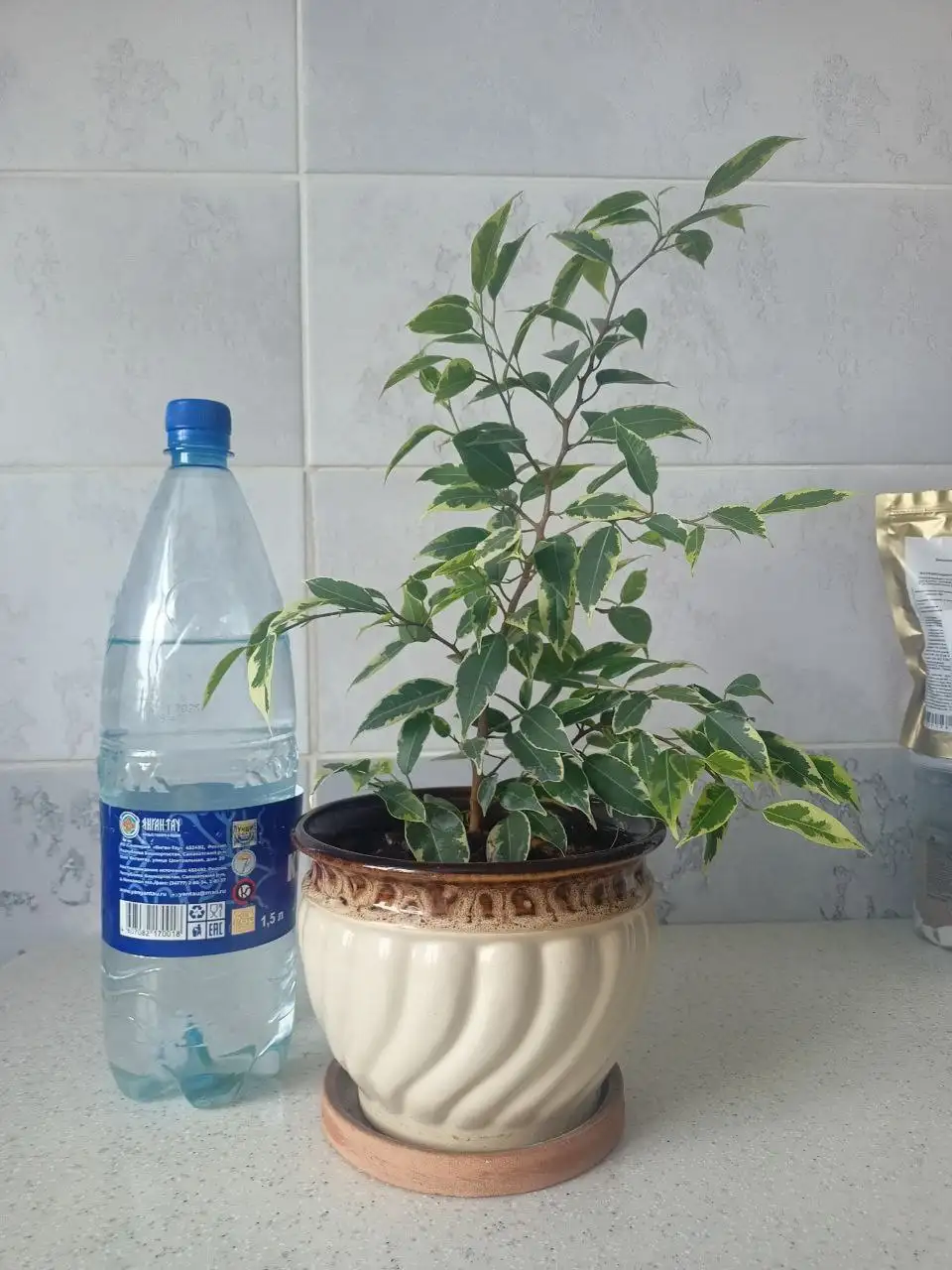 Фикус Бенджамина - Растения в Уфа