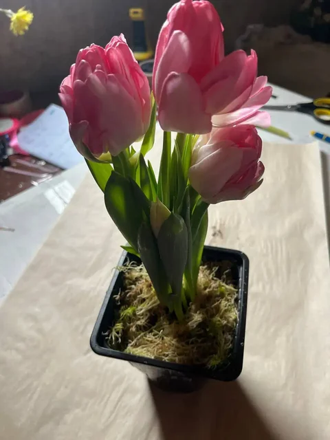 Мамина дача Уфа - частное объявление в Уфа