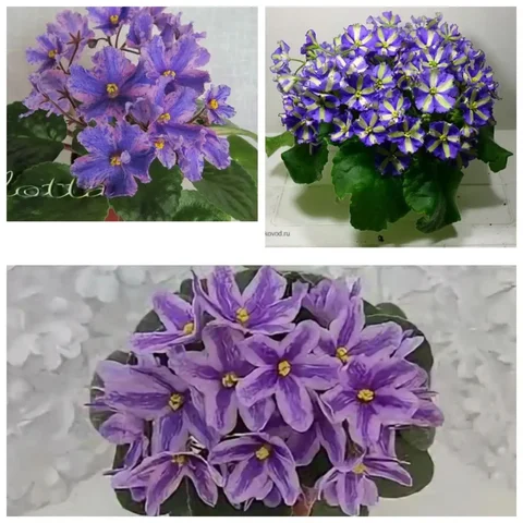 Фиалки химеры стартеры - частное объявление в Уфа