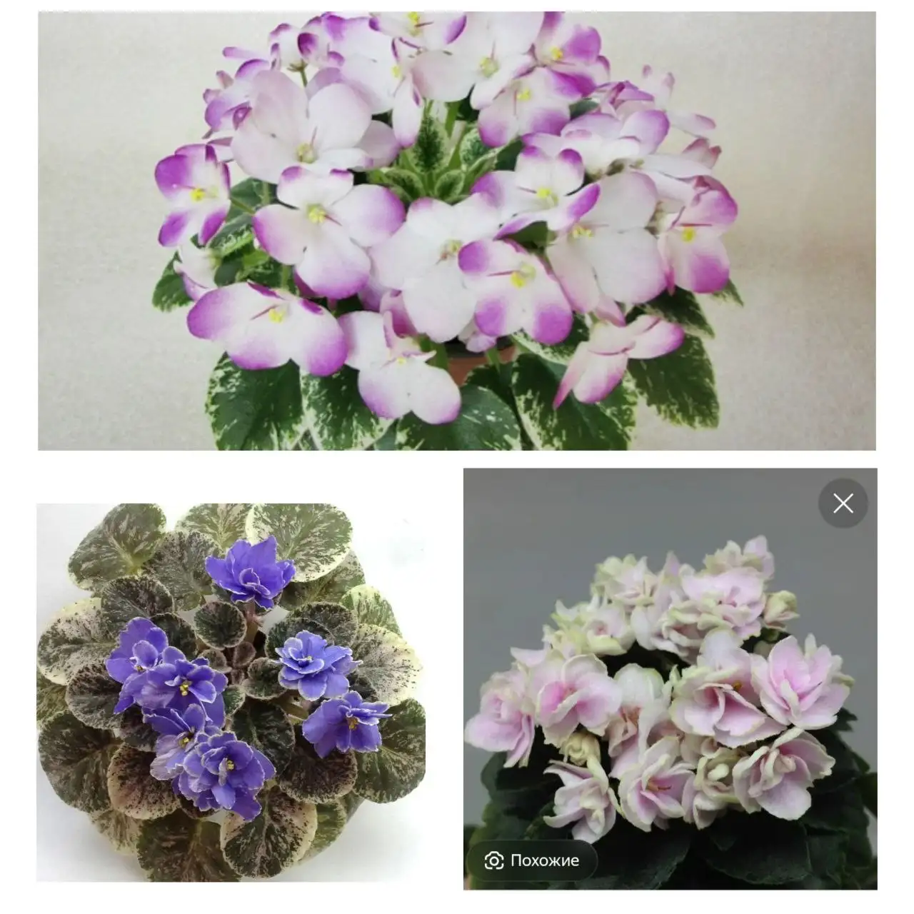 Растения с дачи в Уфе - Растения (Для дома и дачи) в Уфа