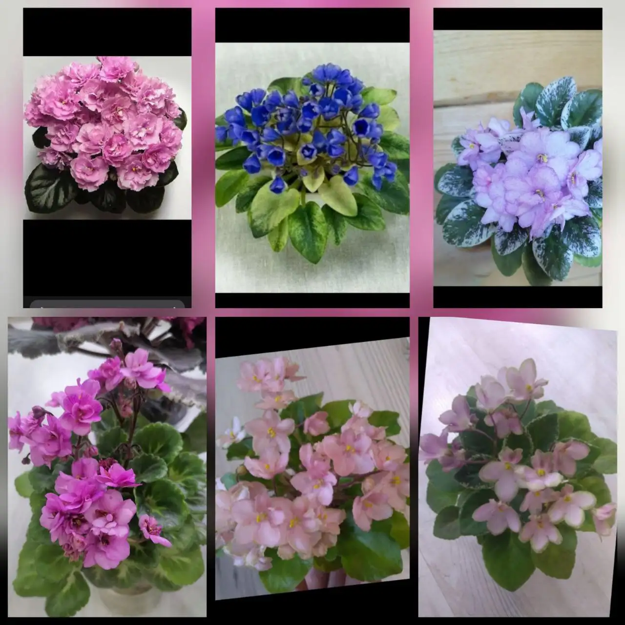 Растения с дачи в Уфе - Растения (Для дома и дачи) в Уфа