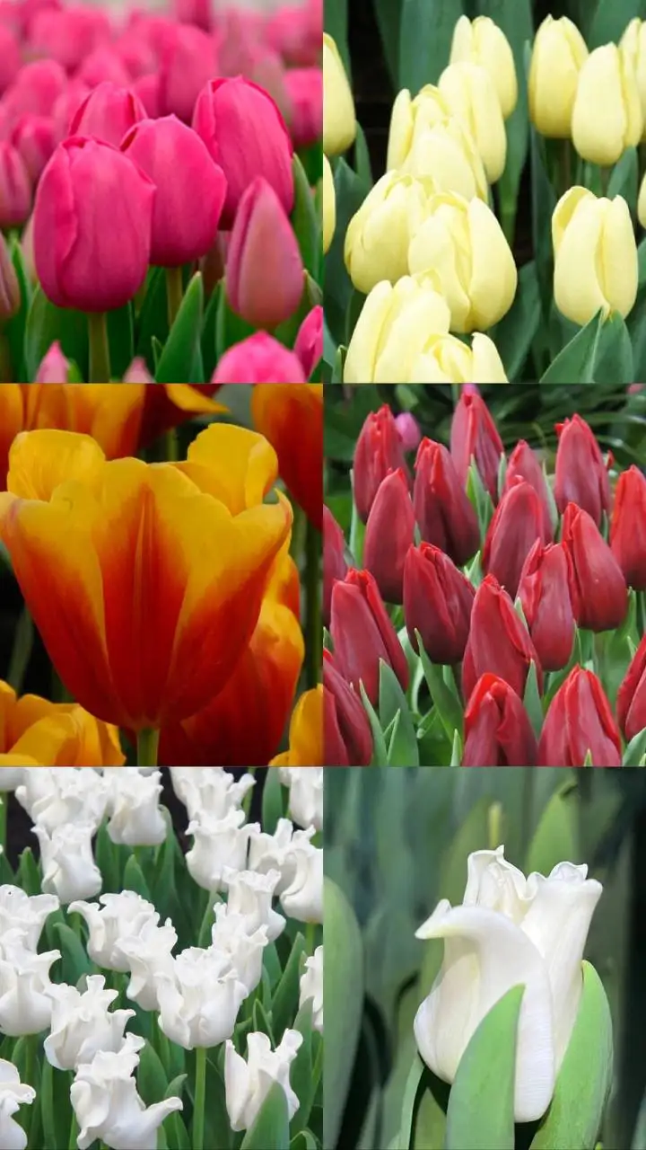 Предзаказ на голландские тюльпаны к 8 марта - Растения (Хобби и отдых) в Уфа