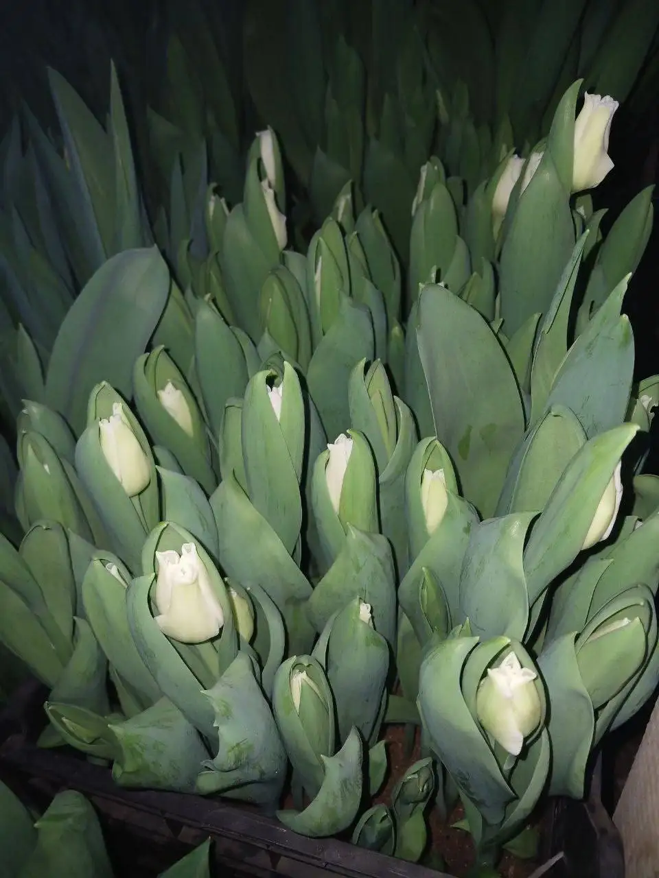 Продажа тюльпанов ящиком - Растения (Хобби и отдых) в Уфа