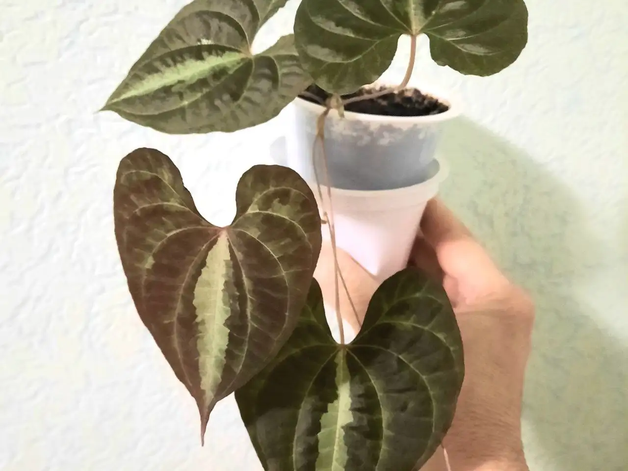 Диоскорея дисколор - растение с фото - Растения (Хобби и отдых) в Уфа