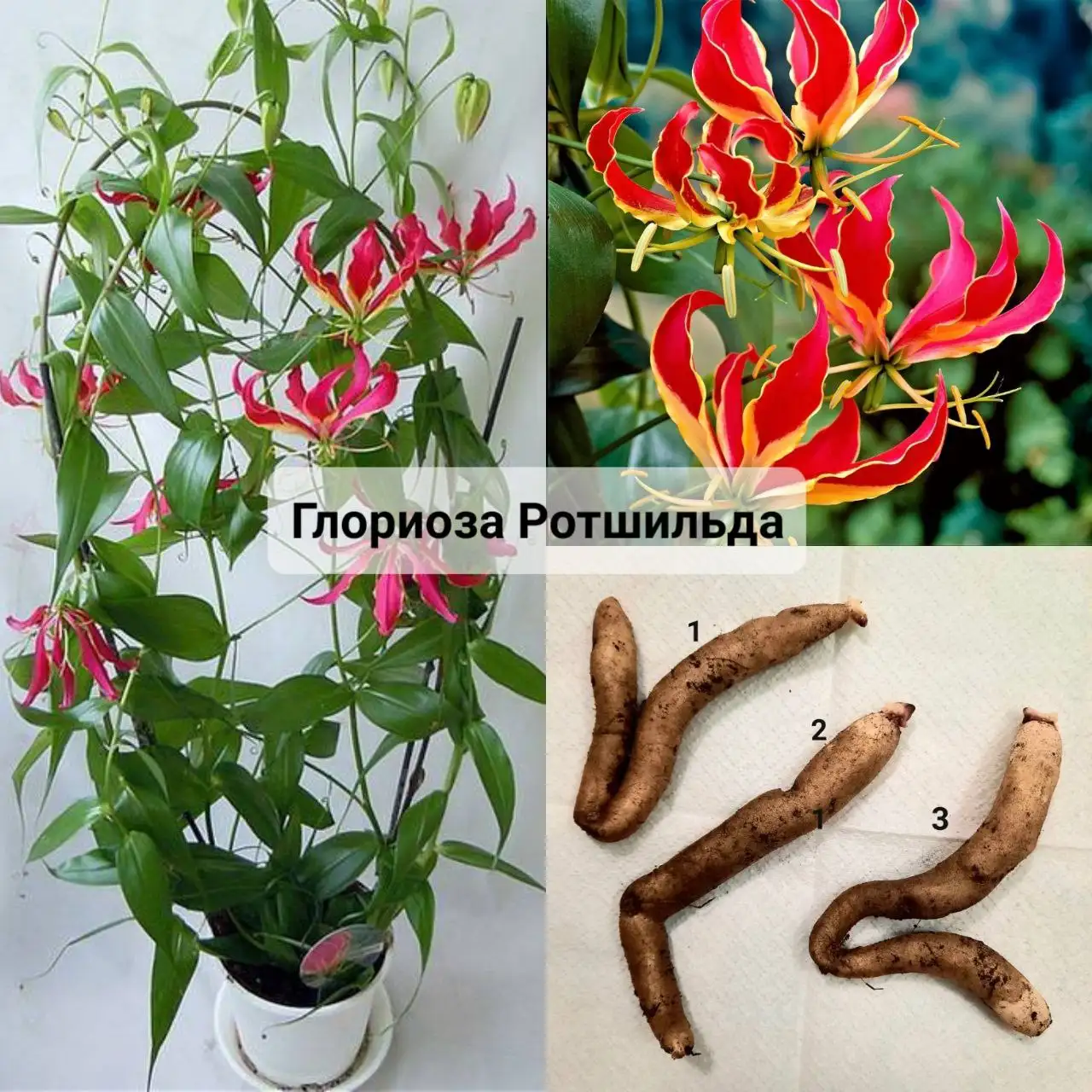 Продажа двух взрослых клубней - Растения (Хобби и отдых) в Уфа