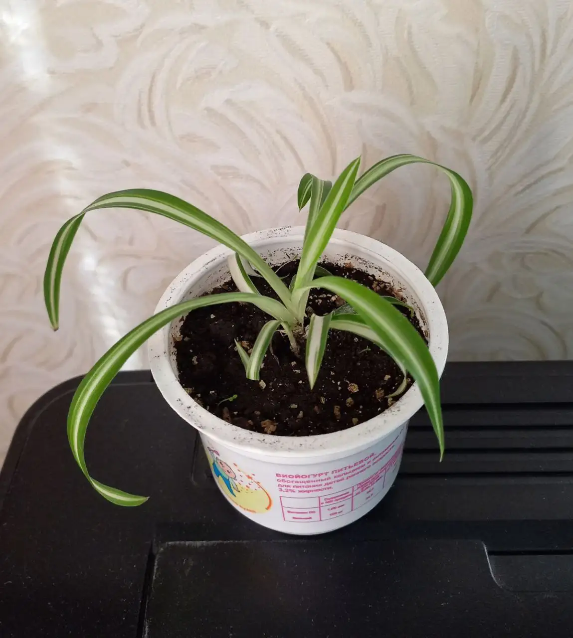 Хлорофитум в Уфе - Растения (Хобби и отдых) в Уфа