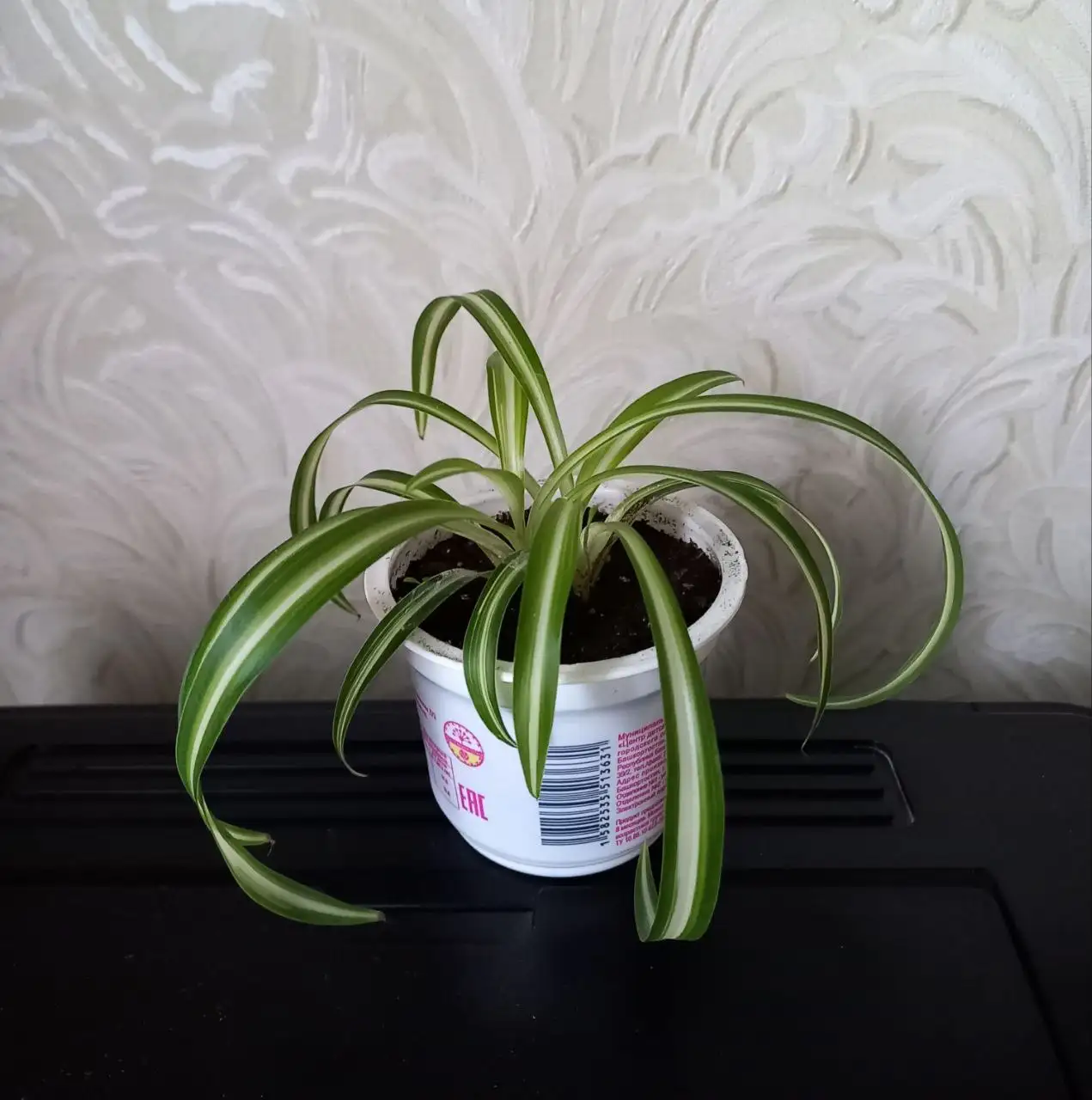 Хлорофитум в Уфе - Растения (Хобби и отдых) в Уфа