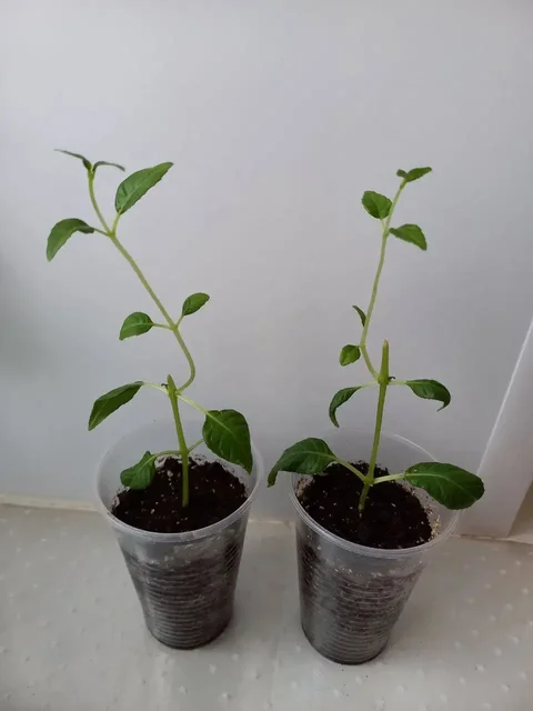 Укорененные черенки фуксии в стаканчиках - Мотоциклетная экипировка в Уфа