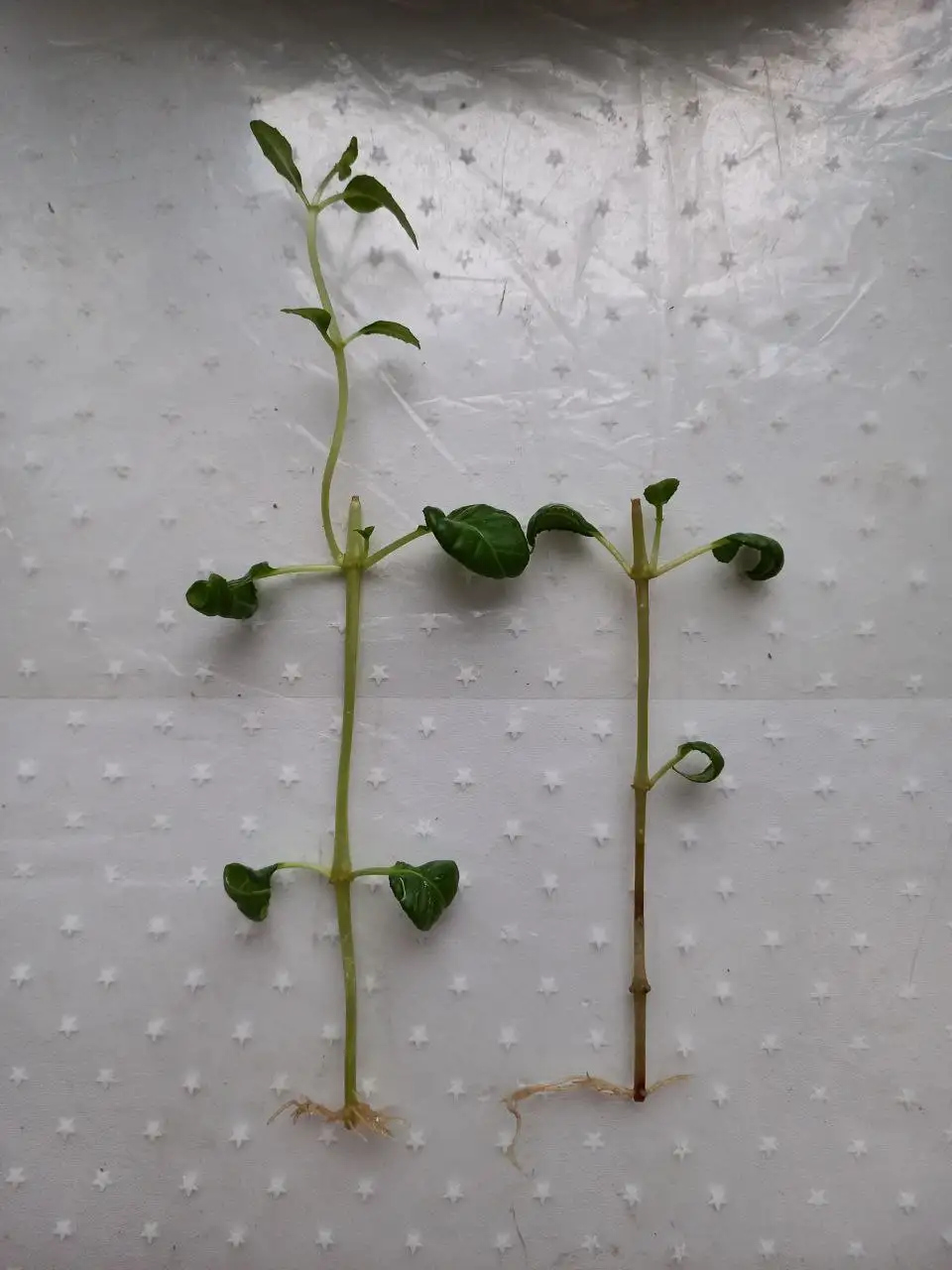 Укорененные черенки фуксии в стаканчиках - Растения (Хобби и отдых) в Уфа