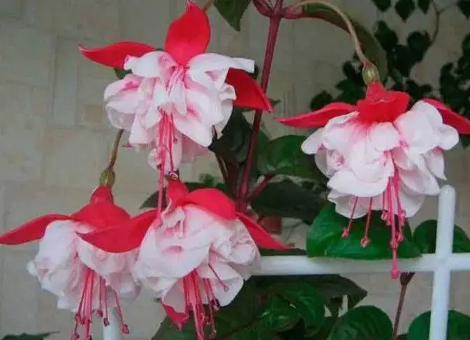 Укорененные черенки фуксии в стаканчиках - Растения (Хобби и отдых) в Уфа