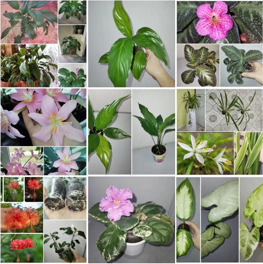 Продажа комнатных растений в Уфе - Растения (Хобби и отдых) в Уфа