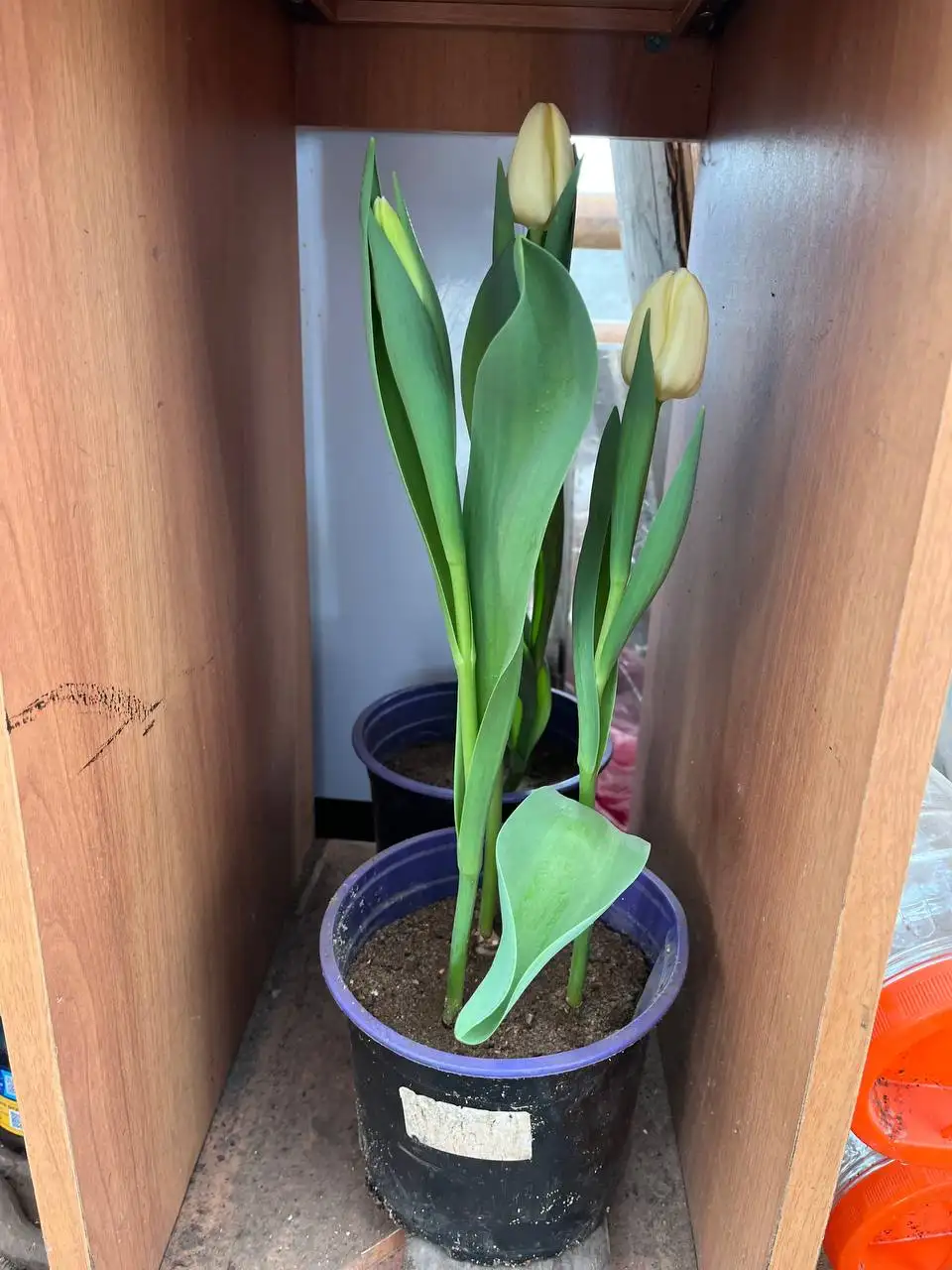 Горшочек из 3 тюльпанов кремового цвета - Растения (Хобби и отдых) в Уфа